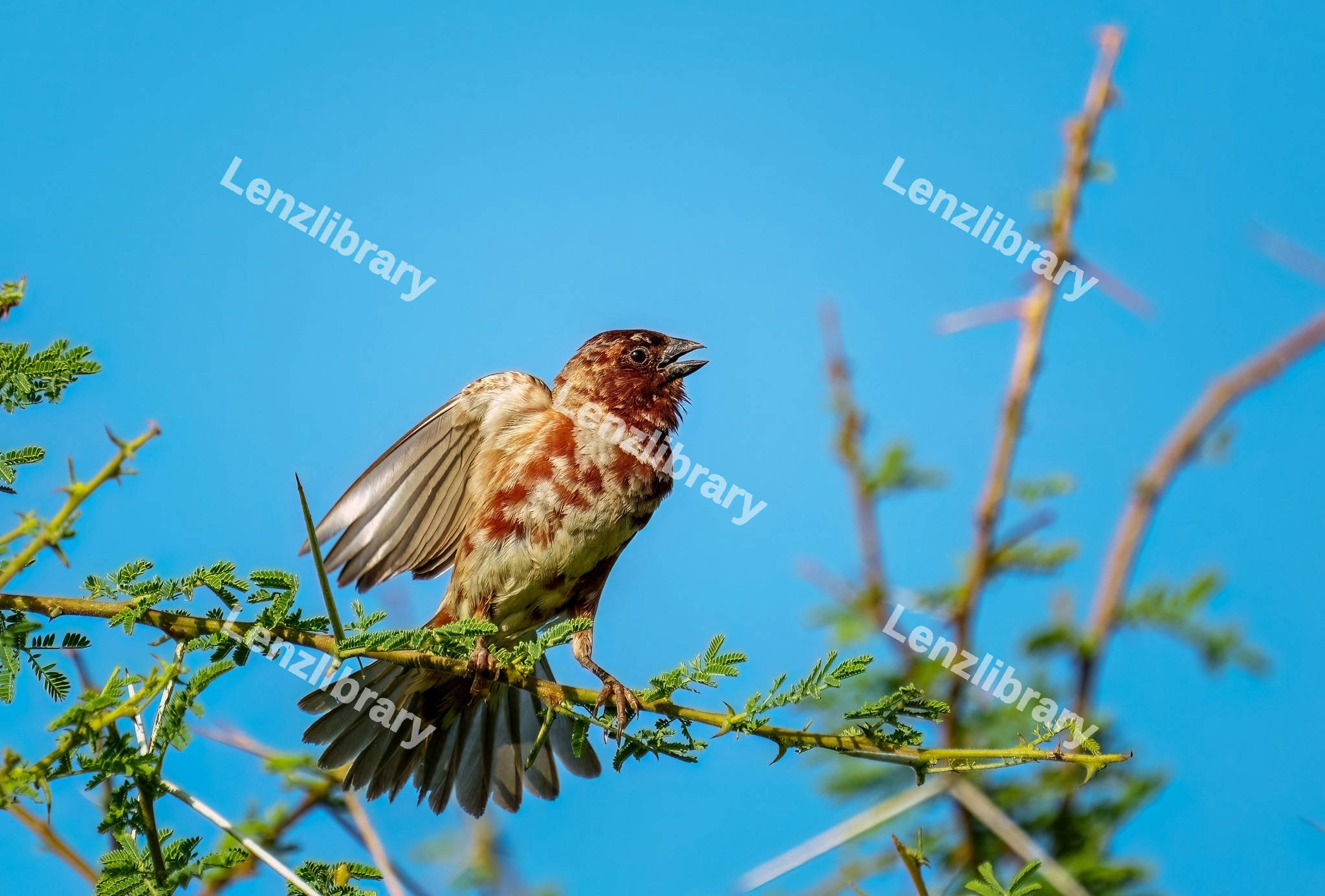 Chestnut Sparrow perched on a branch